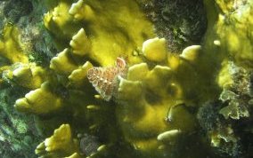 Blade Fire Coral - Millepora complanata