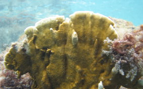 Blade Fire Coral - Millepora complanata