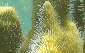 Branching Fire Coral - Millepora alcicornis 