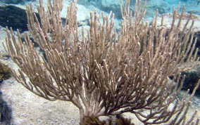 Bent Sea Rod - Plexaura flexuosa