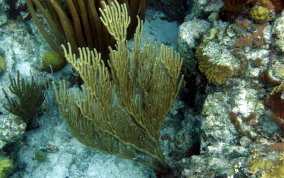 Bent Sea Rod - Plexaura flexuosa