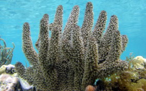 Shelf-Knob Sea Rods - Eunicea succinea