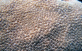 Boulder Star Coral - Montastraea annularis