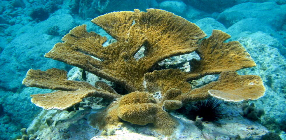 elkhorn coral