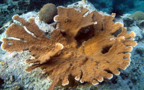 Elkhorn Coral - Acropora palmata 