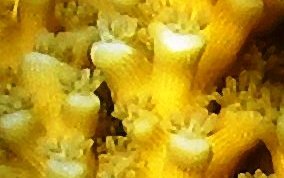 Elkhorn Coral - Acropora palmata 