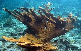 Elkhorn Coral - Acropora palmata 