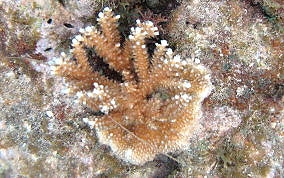 Fused Staghorn Coral - Acropora prolifera