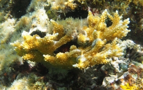 Fused Staghorn Coral - Acropora prolifera