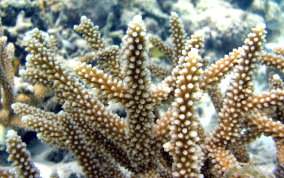 Staghorn Coral