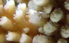 Fused Staghorn Coral - Acropora prolifera