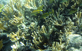 Fused Staghorn Coral - Acropora prolifera