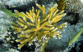 Fused Staghorn Coral - Acropora prolifera