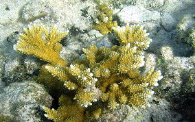 Fused Staghorn Coral - Acropora prolifera