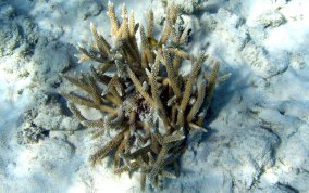 Fused Staghorn Coral - Acropora prolifera