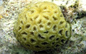 Golfball Coral - Favia fragum