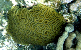 Grooved Brain Coral - Diploria labyrinthiformis