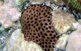Lesser Starlet Coral - Siderastrea radians