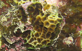 Lettuce Coral - Agaricia spp. 