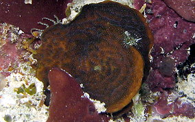 Lettuce Coral - Agaricia spp. 