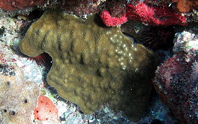 Mustard Hill Coral - Porites astreoides