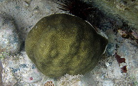 Mustard Hill Coral - Porites astreoides