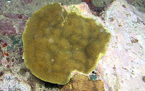 Mustard Hill Coral - Porites astreoides