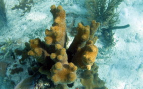 Pillar Coral - Dendrogyra cylindrus