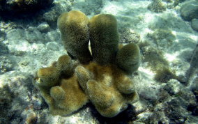 Pillar Coral - Dendrogyra cylindrus