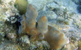 Pillar Coral - Dendrogyra cylindrus