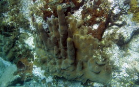 Pillar Coral - Dendrogyra cylindrus