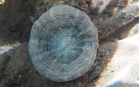 Solitary Disk Coral - Scolymia cubensis