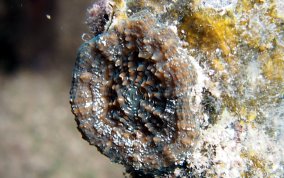 Solitary Disk Coral - Scolymia wellsi