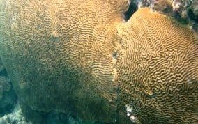 Symmetrical Brain Coral - Diplora strigosa 