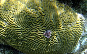 Symmetrical Brain Coral - Diplora strigosa 