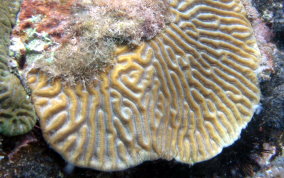 Symmetrical Brain Coral - Diplora strigosa 