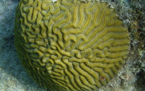 Symmetrical Brain Coral - Diplora strigosa 