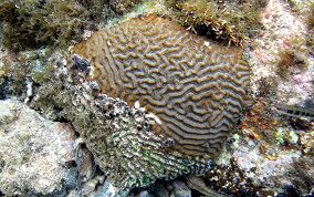 Symmetrical Brain Coral - Diplora strigosa 