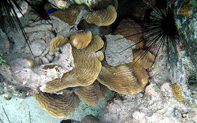 Thin Leaf Lettuce Coral - Agaricia tenuifolia