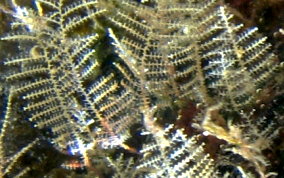 Branching Hydroid