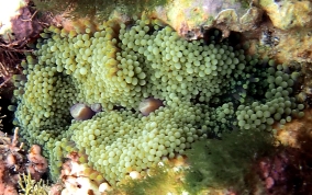 Florida False Coral - Ricordea florida