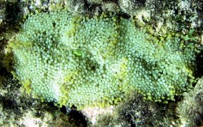 Florida False Coral - Ricordea florida