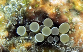 Hidden Sea Anemone - Lebrunia coralligens-