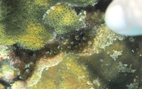 hidden anemone