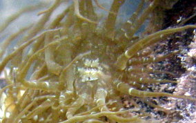 Mangrove sea anemone