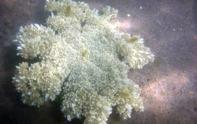 Mangrove Upsidedown Jellyfish - Cassiopea xamachana