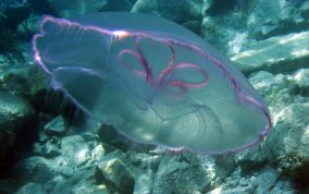 Moon Jellyfish - Aurelia aurita