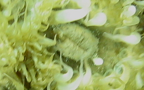 Sponge sea anemone