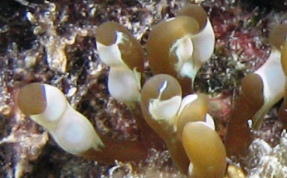 Hidden Sea Anemone Unknown