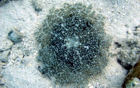 Upsidedown Jellyfish - Cassiopia frondosa 